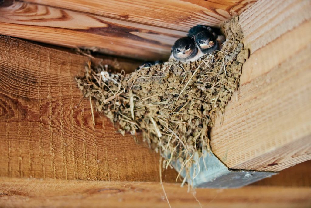 Rauchschwalben-Junge im Nest (Foto: Niko Martin / thegood.media)